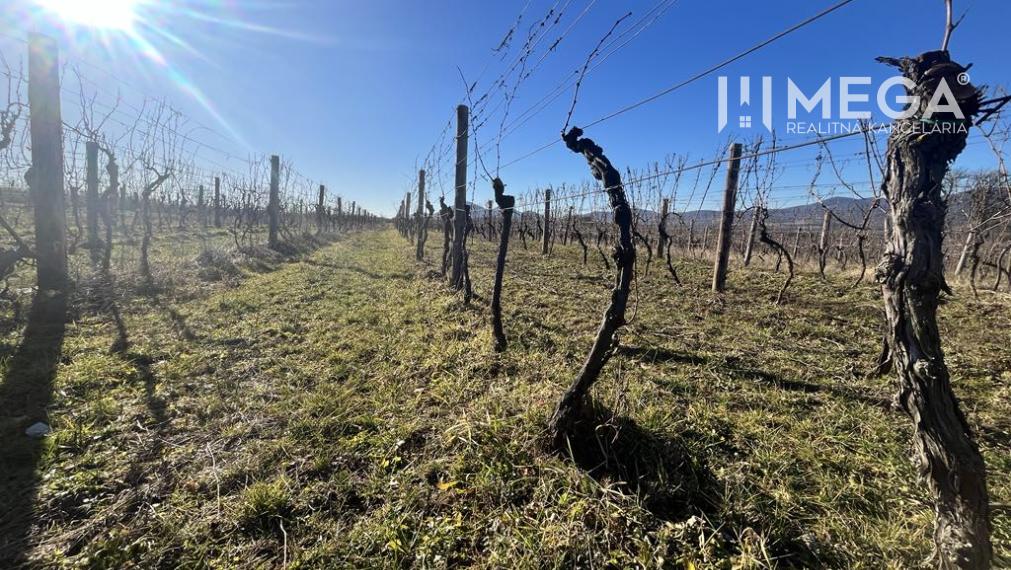 Na predaj pozemok - Vinica v obci Čerhov, okres Trebišov