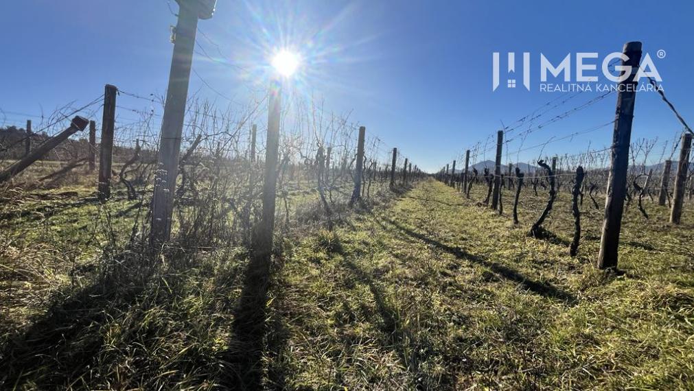Na predaj pozemok - Vinica v obci Čerhov, okres Trebišov
