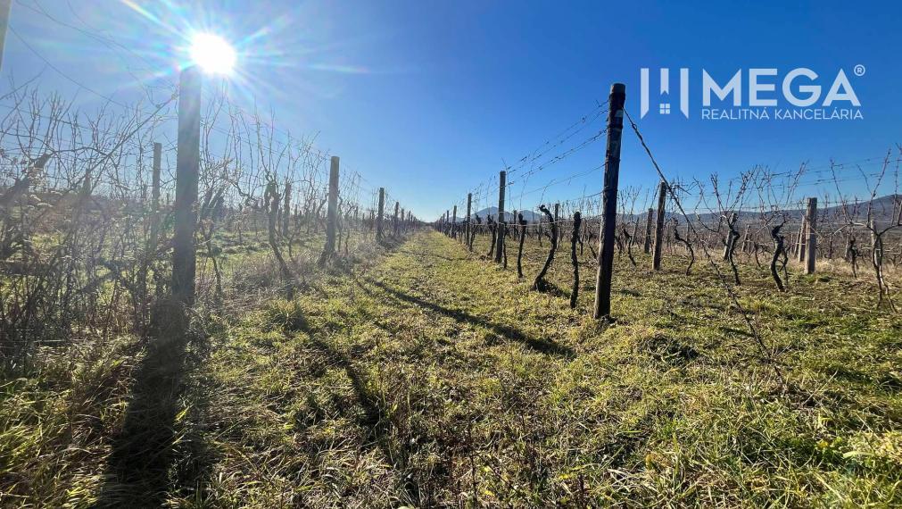 Na predaj pozemok - Vinica v obci Čerhov, okres Trebišov