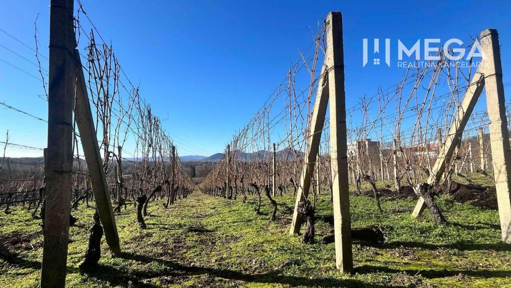 Na predaj chata s vinicou a 2 pivnicami, obec Viničky-Zajačí skok, okres Trebišov