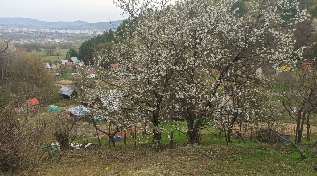 Na predaj pozemok/záhradka v záhradkárskej osade Poniklec Humenné
