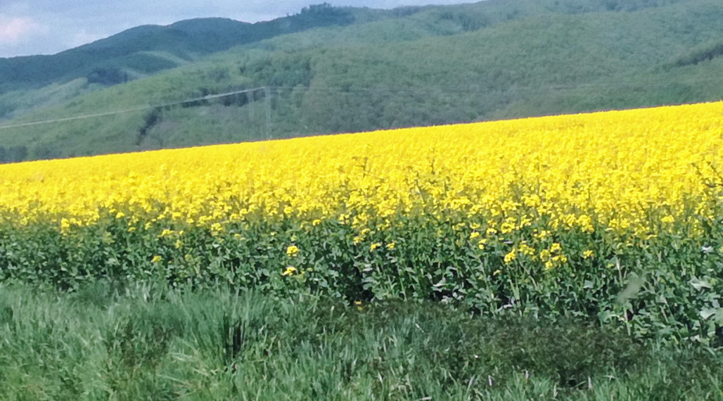 Na predaj - pozemky Kamenica nad Cirochou