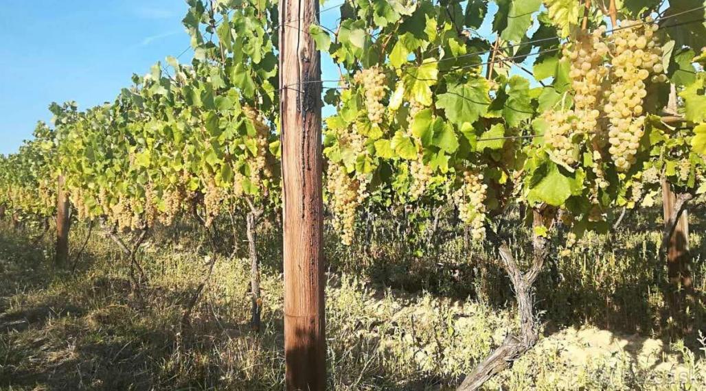 Na predaj pozemok - Vinica v obci Čerhov, okres Trebišov