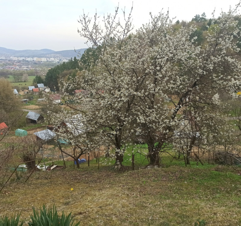 Na predaj pozemok/záhradka v záhradkárskej osade Poniklec Humenné