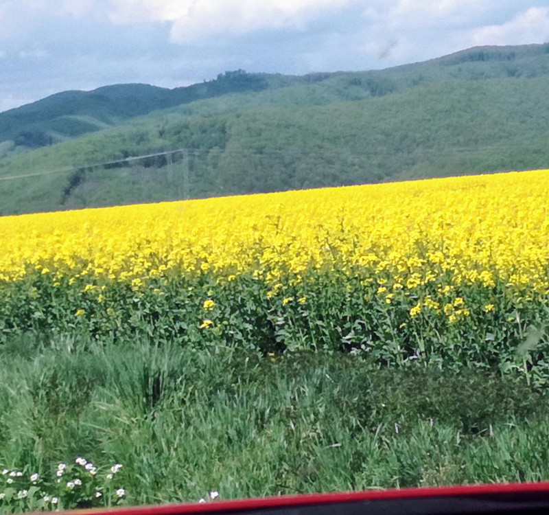 Na predaj - pozemky Kamenica nad Cirochou